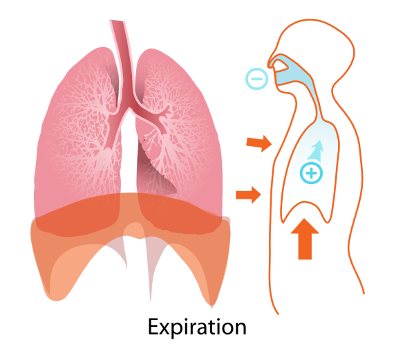 Allikas: http://upload.wikimedia.org/wikipedia/commons/3/33/Expiration_diagram.svg
