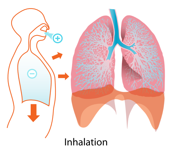 Allikas: https://commons.wikimedia.org/wiki/File:Inhalation_diagram.svg