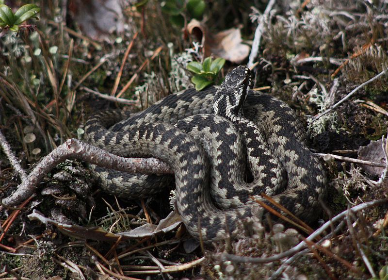 https://et.wikipedia.org/wiki/Harilik_r%C3%A4stik#/media/File:Vipera_Berus_Haukipudas_20110602.JPG