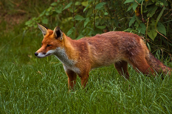  http://www.donich.co.uk/wp-content/uploads/2014/04/fox2.jpg