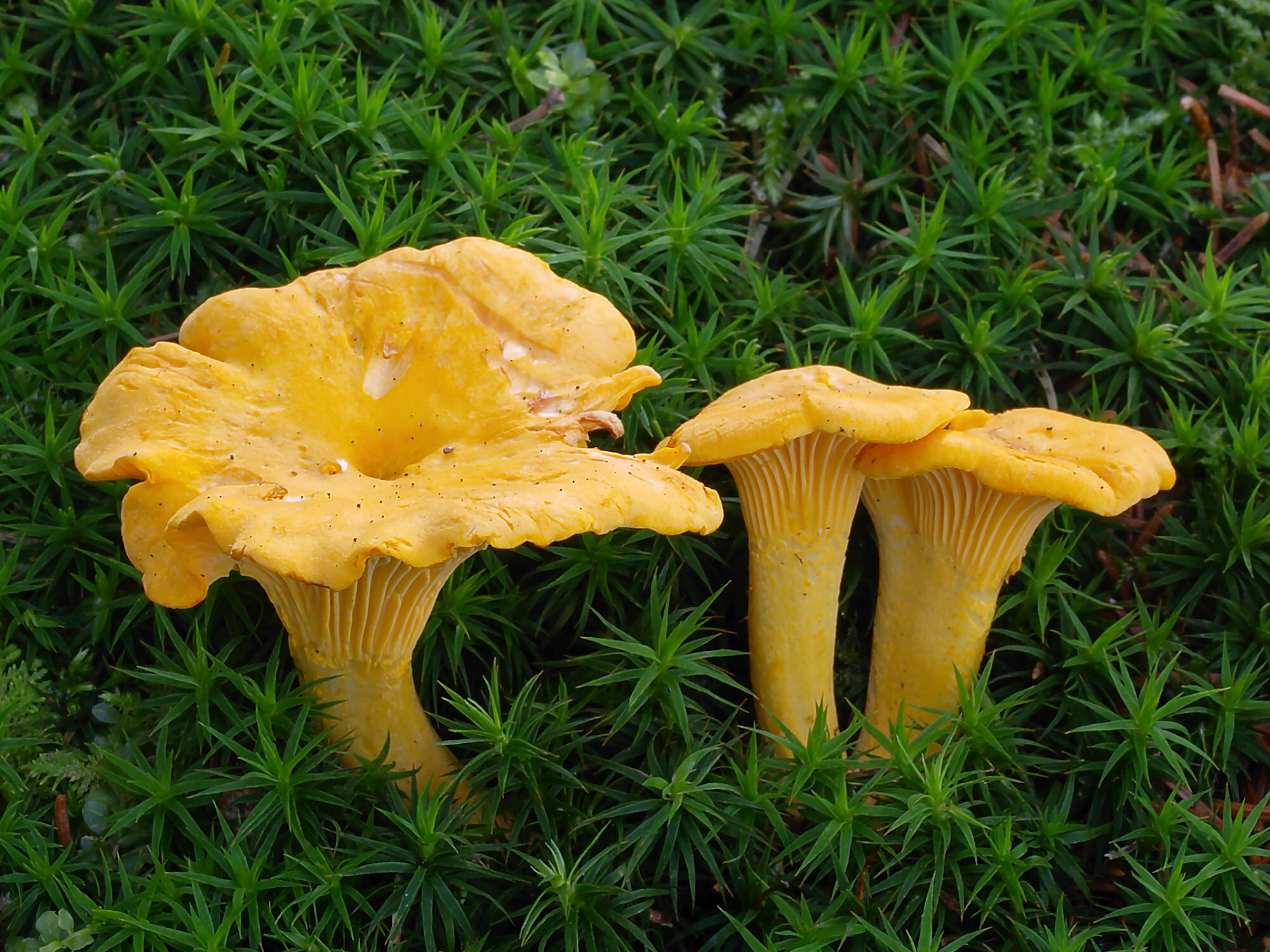 https://upload.wikimedia.org/wikipedia/commons/a/aa/2007-07-14_Cantharellus_cibarius.jpg